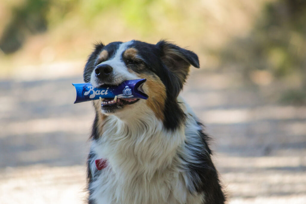 Tips for Traveling With a Pet | How Far From Home