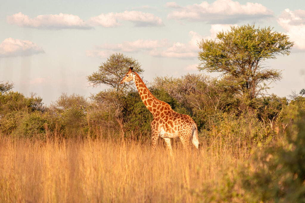 Family Road Trip In The Waterberg South Africa | How Far From Home