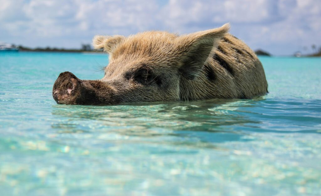 The 9 Most Beautiful Caribbean Islands | How Far From Home