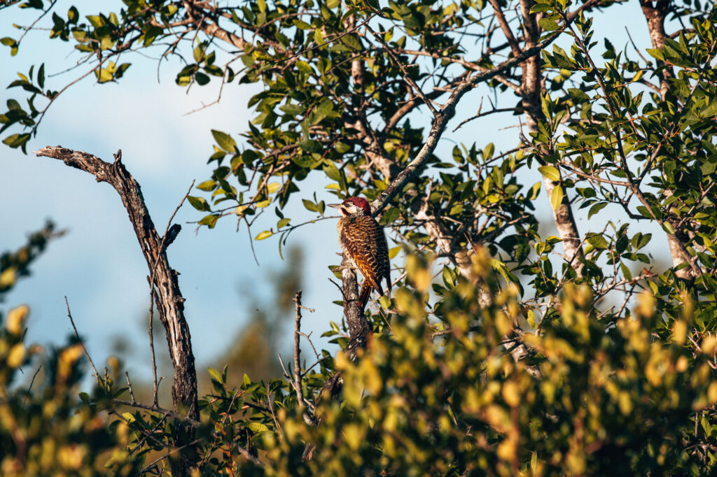 Safari Adventures: Viewing Wildlife Without Disturbing Their Environment | How Far From Home