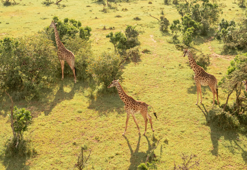 Safari Adventures: Viewing Wildlife Without Disturbing Their Environment | How Far From Home