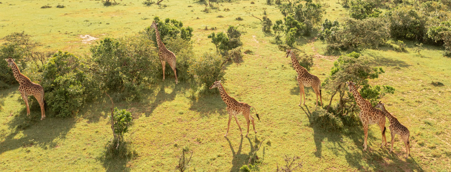 Safari Adventures: Viewing Wildlife Without Disturbing Their Environment | How Far From Home