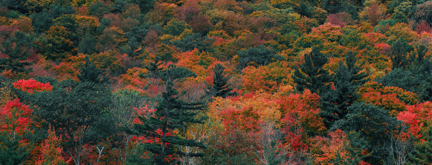 The 10 Top-Rated Campgrounds For Fall Foliage Season In U.S.A. | How Far From Home